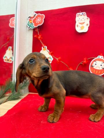 スタンダードダックスフンド