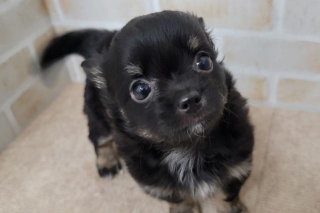 チワワ（ロングコート）