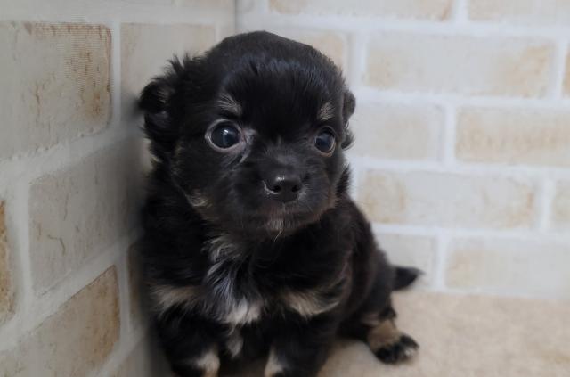 チワワ（ロングコート）