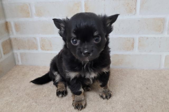 チワワ（ロングコート）