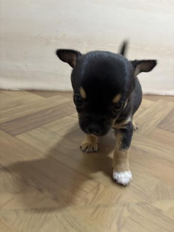 チワワ（スムースコート）