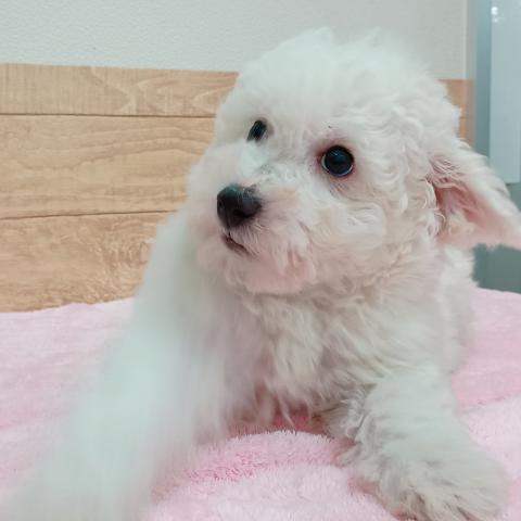 ビションフリーゼ