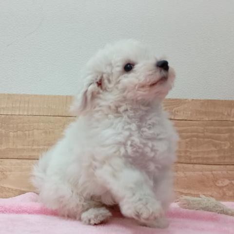 ビションフリーゼ