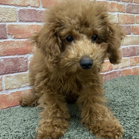 石川県のトイプードル(トイ) (ペットアミ 津幡店/2025年10月6日生まれ/男の子/レッド)の子犬の2枚目の画像