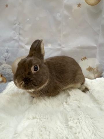 ネザーランドドワーフ