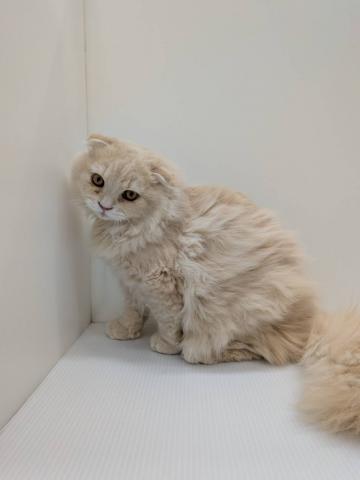 スコティッシュフォールド子猫