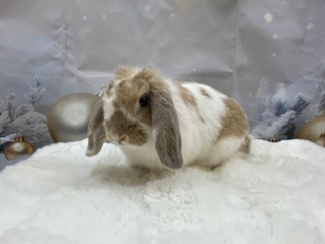 ホーランドロップ