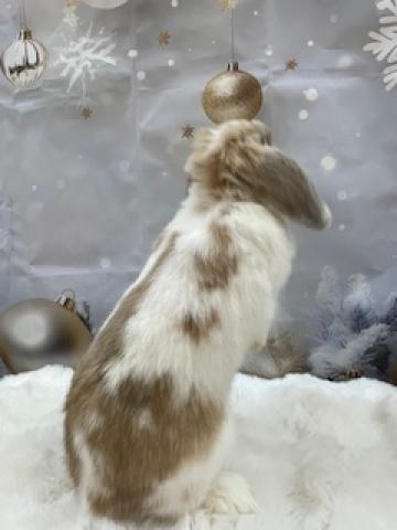 ホーランドロップ