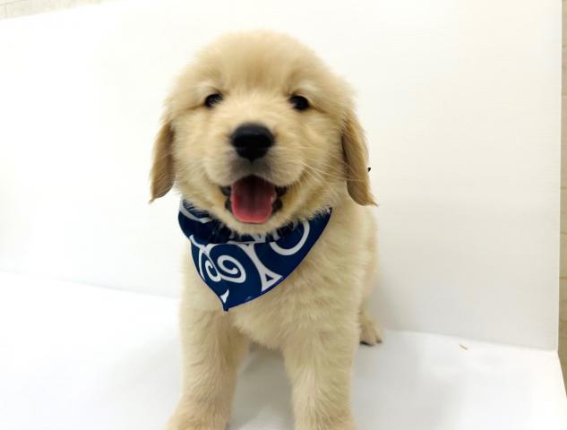 ゴールデンレトリーバー