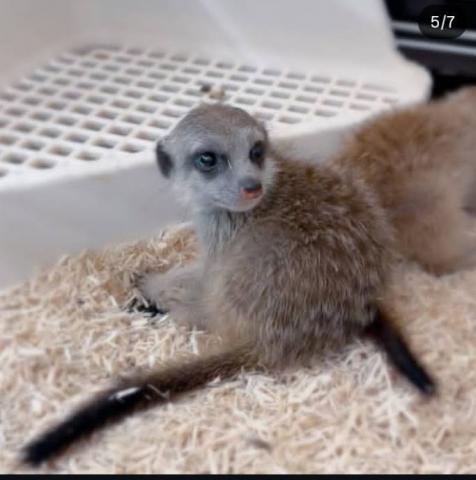 ミーアキャット