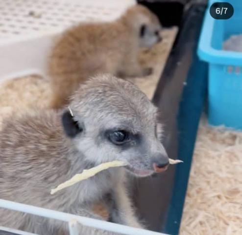 ミーアキャット