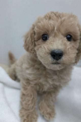 犬ハーフ（ビションフリーゼ×トイプードル）