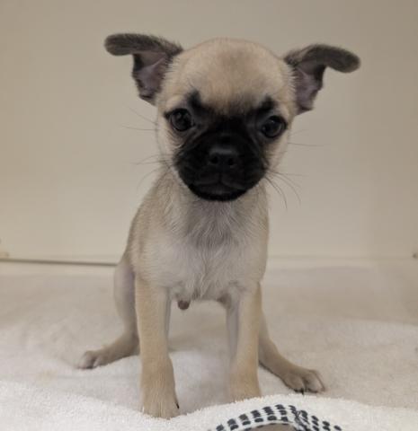 犬ハーフ（チワワ×パグ）