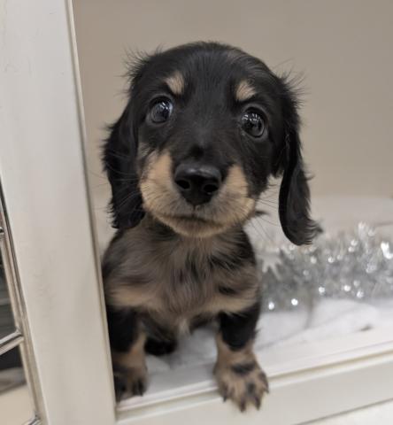 ミニチュアダックスフンド