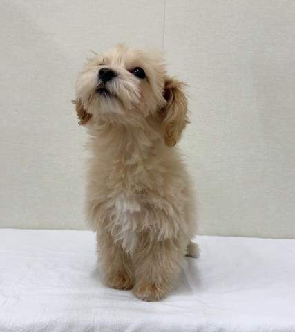 MIXマルチーズ✕トイプードル