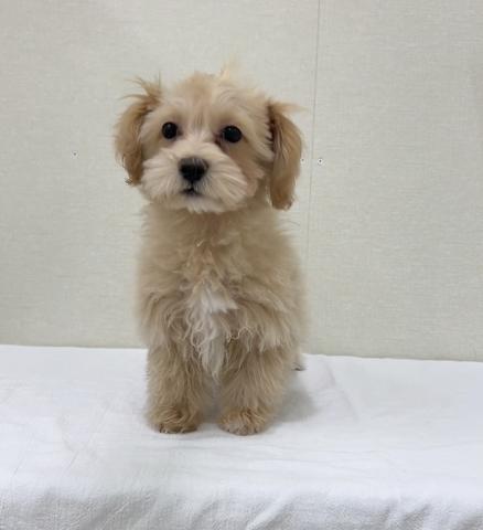MIXマルチーズ✕トイプードル