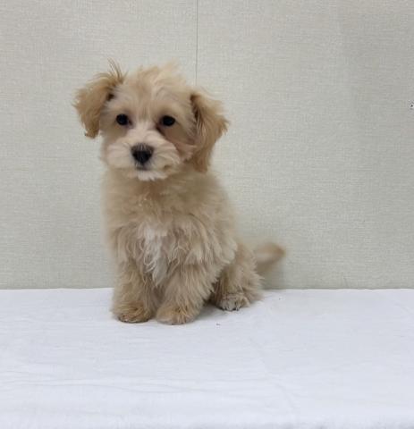 MIXマルチーズ✕トイプードル