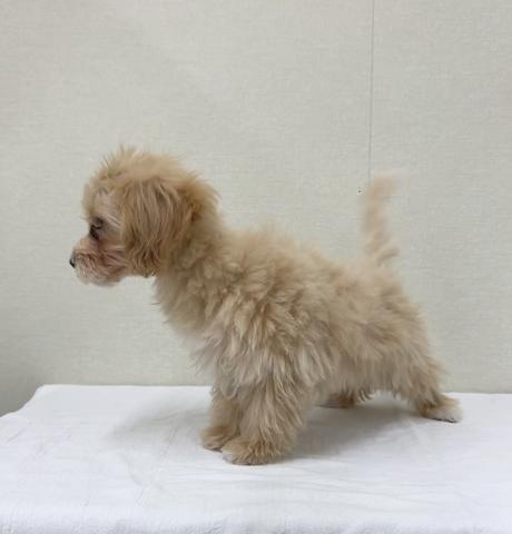 MIXマルチーズ✕トイプードル