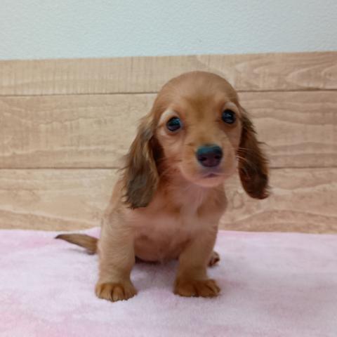 ミニチュアダックスフンド