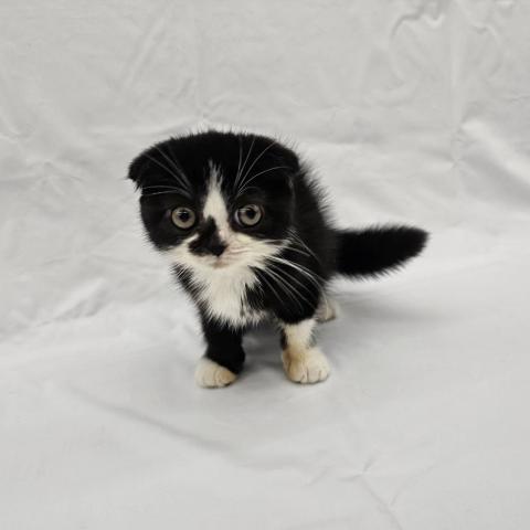 大阪府のスコティッシュフォールド (NICO PET Select 和泉中央店/2025年10月11日生まれ/男の子/ブラックホワイト)の子猫