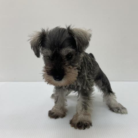 ミニチュアシュナウザー