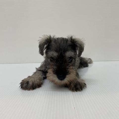 ミニチュアシュナウザー