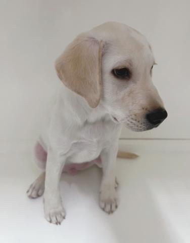 ラブラドールレトリーバー