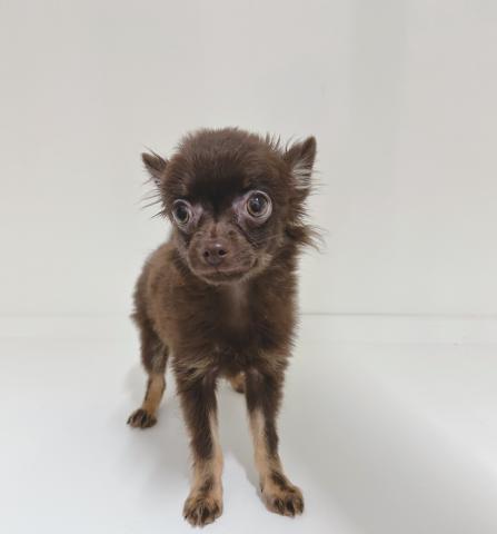 新潟県のMIX(チワワ×(ポメラニアン×チワワ)) (ペットアミ 三条四日町店/2025年8月15日生まれ/女の子/チョコレート)の子犬