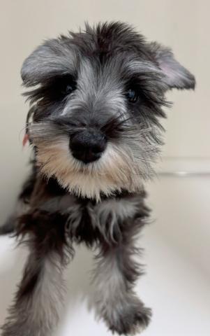 ミニチュアシュナウザー