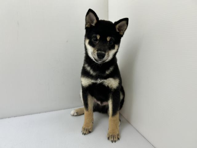 千葉県の柴犬(標準サイズ) (ペットアミ 館山店/2025年9月13日生まれ/男の子/ブラック)の子犬の1枚目の画像