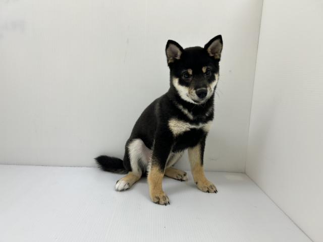 千葉県の柴犬(標準サイズ) (ペットアミ 館山店/2025年9月13日生まれ/男の子/ブラック)の子犬の2枚目の画像