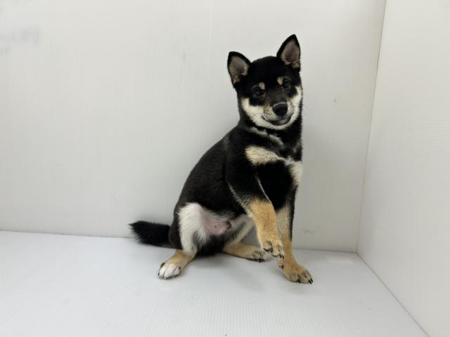 千葉県の柴犬(標準サイズ) (ペットアミ 館山店/2025年9月13日生まれ/男の子/ブラック)の子犬の3枚目の画像