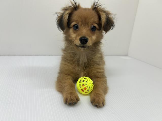 千葉県のハーフ犬・ミックス犬 (ペットアミ 館山店/2025年10月4日生まれ/女の子/オレンジ)の子犬の1枚目の画像