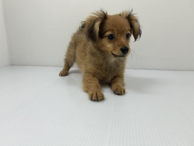 千葉県のハーフ犬・ミックス犬 (ペットアミ 館山店/2025年10月4日生まれ/女の子/オレンジ)の子犬の2枚目の画像