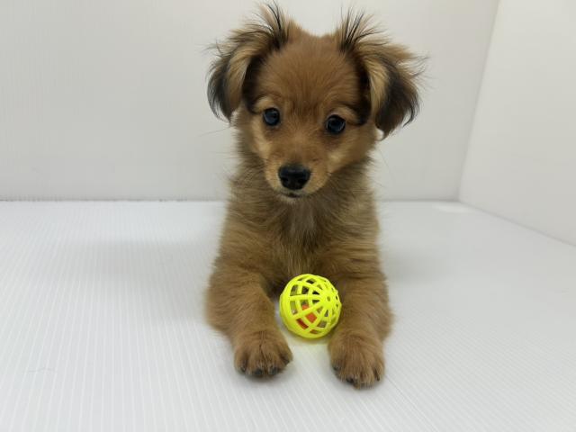 千葉県のハーフ犬・ミックス犬 (ペットアミ 館山店/2025年10月4日生まれ/女の子/オレンジ)の子犬の3枚目の画像