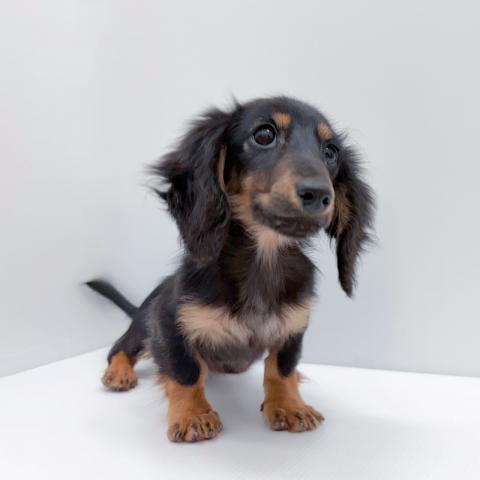 ミニチュアダックスフンド