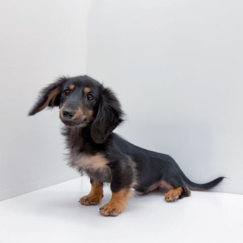 ミニチュアダックスフンド