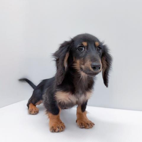 ミニチュアダックスフンド