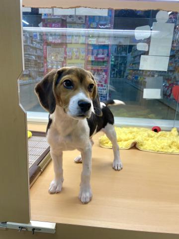 ビーグル