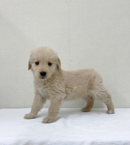 ゴールデンレトリーバー