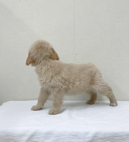 ゴールデンレトリーバー