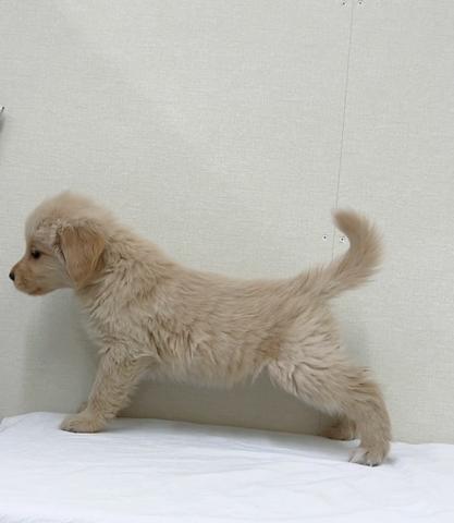 ゴールデンレトリーバー