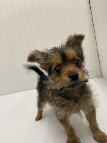 岩手県のハーフ犬・ミックス犬 (ペットアミ 北上店/2025年11月8日生まれ/男の子/その他色)の子犬の3枚目の画像