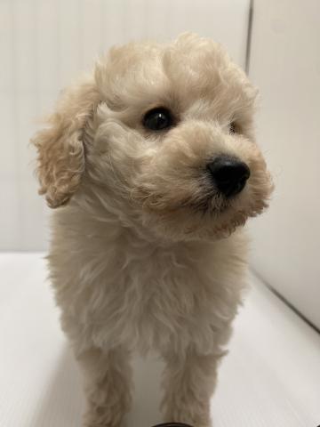 トイプードル