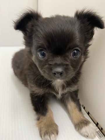 チワワ（ロングコート）