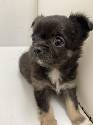 チワワ（ロングコート）