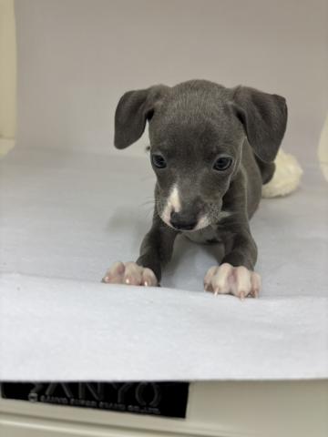 イタリアングレーハウンド