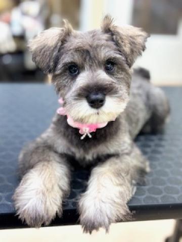 ミニチュアシュナウザー