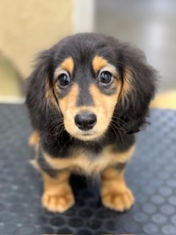 ミニチュアダックスフンド