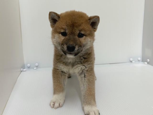 新潟県の柴犬(標準サイズ) (ペットアミ 長岡店/2025年11月1日生まれ/男の子/赤)の子犬